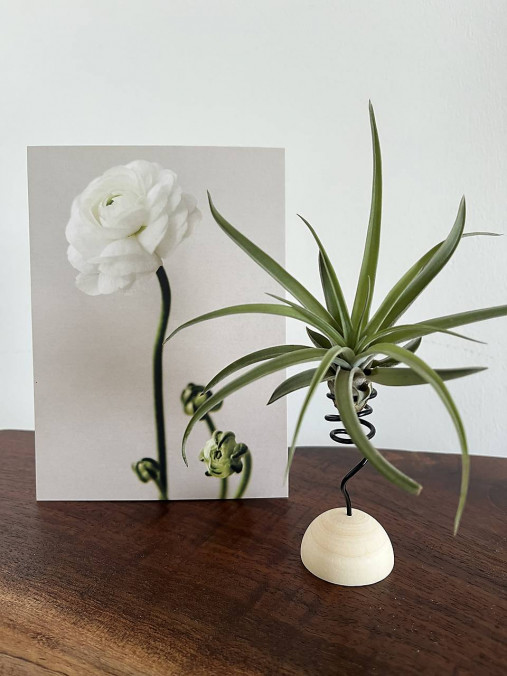 Dekorácie - Držiak na tilandsie - 17624476_