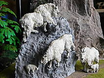 Sochy - Kamzík belák - 17627908_