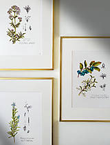Obrazy - do 31.7. / 15% ZĽAVA // Botanický obraz A4 // Giclée art print - 17659328_