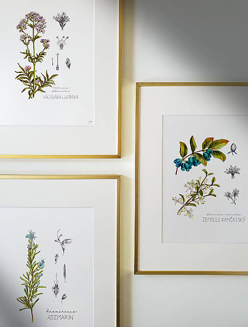 Obrazy - ✿ ZĽAVA 8€ ✿ Botanické ilustrácie A4 - 17659328_