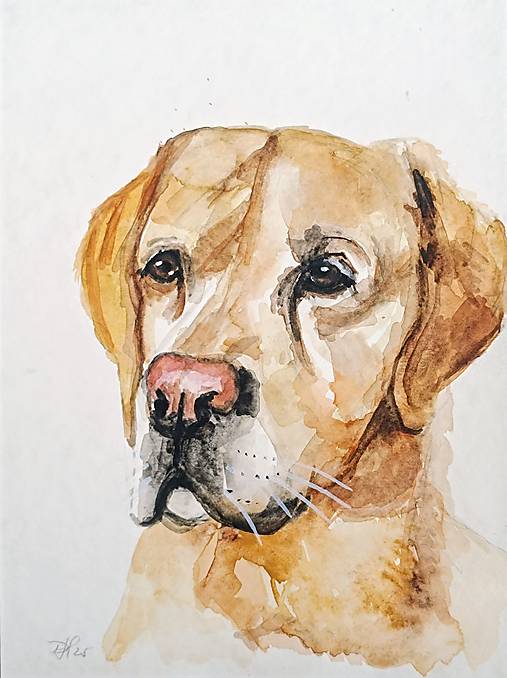 Obrazy - portrét labradora miláčika - Rony (A3) - 17664188_