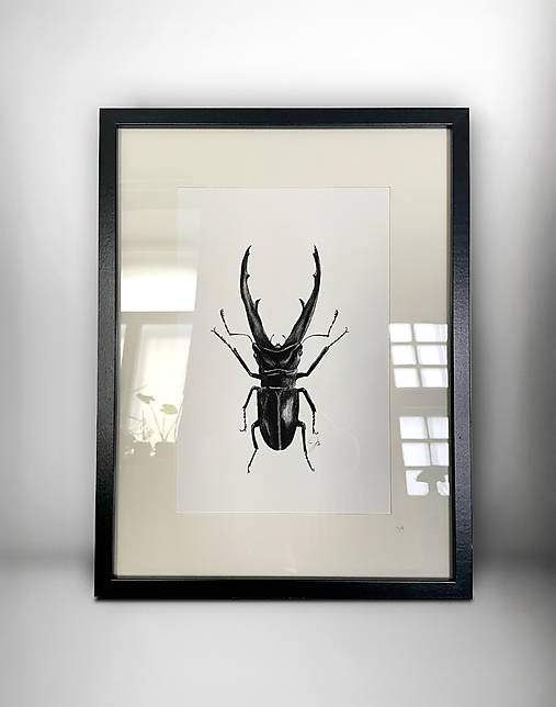Grafika - Obraz chrobák - Roháč veľký (Print) (A4) - 17666378_
