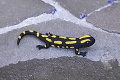 Dekorácie - Salamandra škvrnitá - 17671137_