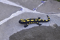 Dekorácie - Salamandra škvrnitá - 17671138_