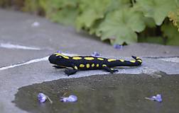Dekorácie - Salamandra škvrnitá - 17671141_