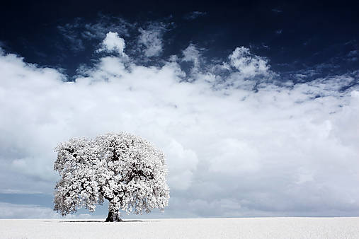 Fotografie - Dub IR - 17677644_
