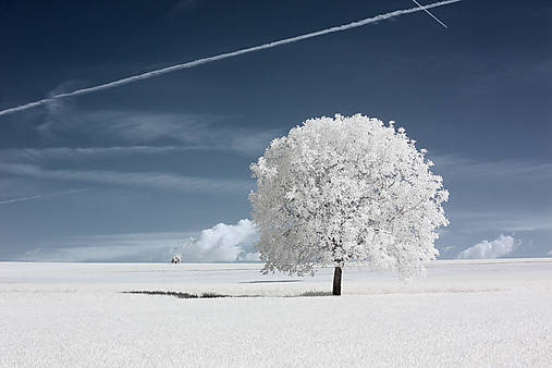 Fotografie - Orech IR - 17677647_