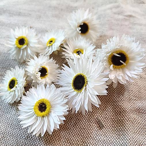 Suroviny - Slamienky smílky  (Biela) - 17686099_