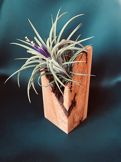 Dekorácie - Bukový stojan na tilandsiu - 17702361_