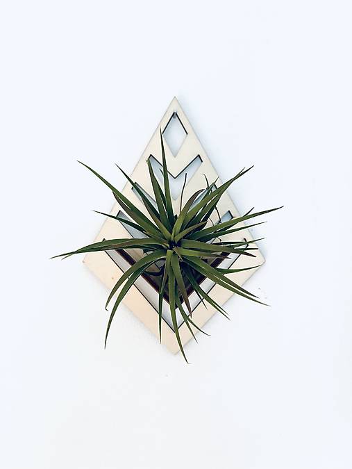 Dekorácie - Držiak na tilandsiu (Prírodný) - 17716326_