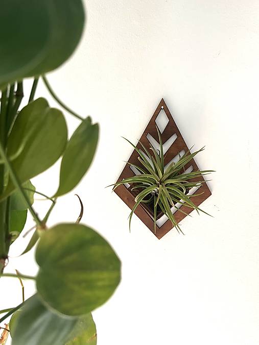 Dekorácie - Držiak na tilandsiu (Tmavohnedý) - 17716335_