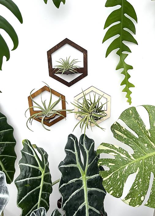 Dekorácie - Držiak na tilandsiu- hexagon - 17731139_