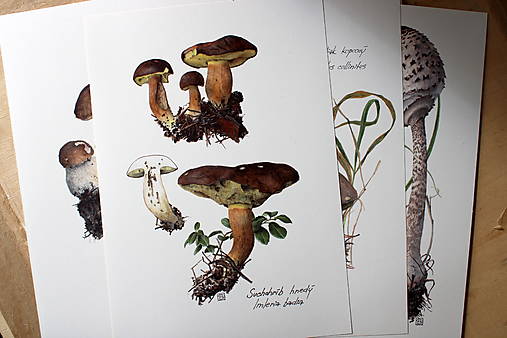 Grafika - ilustrácia - suchohríb hnedý - 17736438_