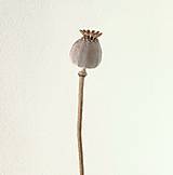 Suroviny - MAKOVICE PRÁZDNE - 17739265_