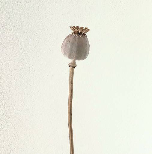 Suroviny - MAKOVICE PRÁZDNE - 17739265_