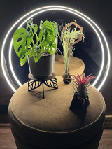 Dekorácie - Dekoratívny stojan pod kvetináč - 17741450_