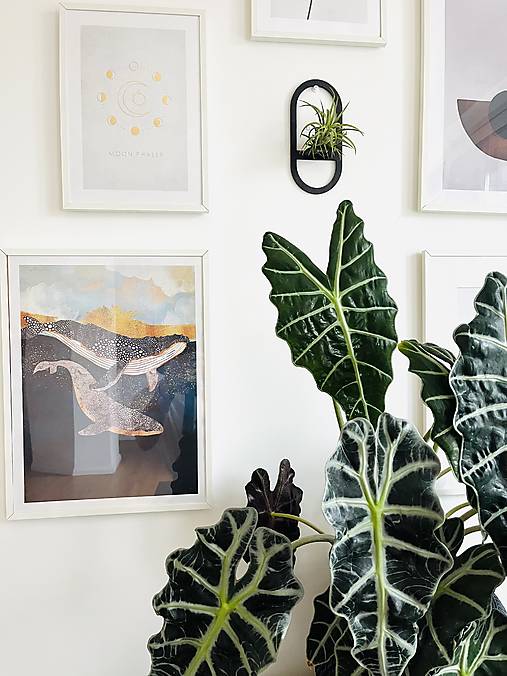 Dekorácie - Držiak na tilandsiu na stenu - 17748713_