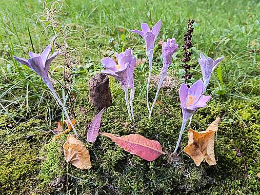 Dekorácie - Stojaca dekorácia „Jesienky“ - 17749977_