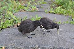 Dekorácie - Kiwi hnedý - 17760381_