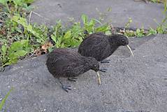 Dekorácie - Kiwi hnedý - 17760382_
