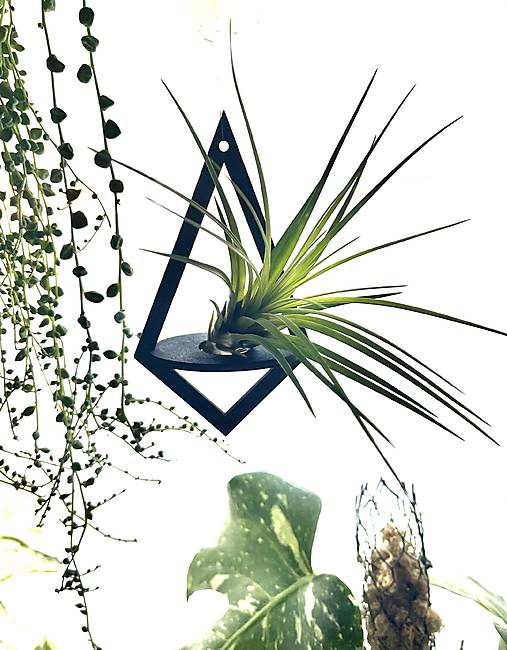 Dekorácie - Držiak na tilandsiu na zavesenie - 17760330_