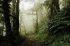Fotografie - Lesom  - 17762697_