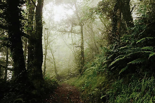 Fotografie - Lesom  - 17762697_