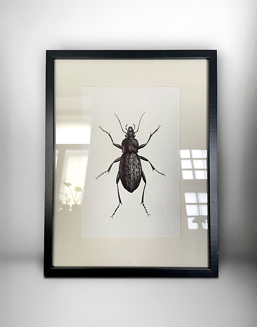 Grafika - Obraz chrobák - Bystruška potočná // Giclée art print 24x30cm - 17765349_