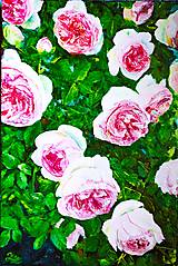 Obrazy - Ruže v záhrade. - 17779047_