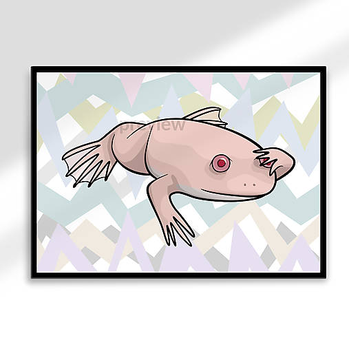 Grafika - Frogepalm poster (cik cak) (pazúrnatka vodná) - 17791810_