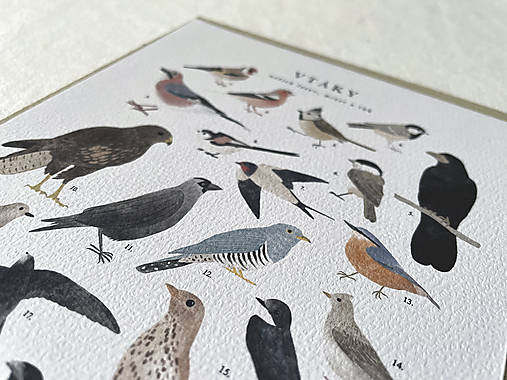 artprint // vtáky