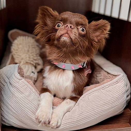 Pre zvieratá - Vodeodolný obojok pre malého psa BioThane MINI Cute Rocker - bledomodrý - 17808662_