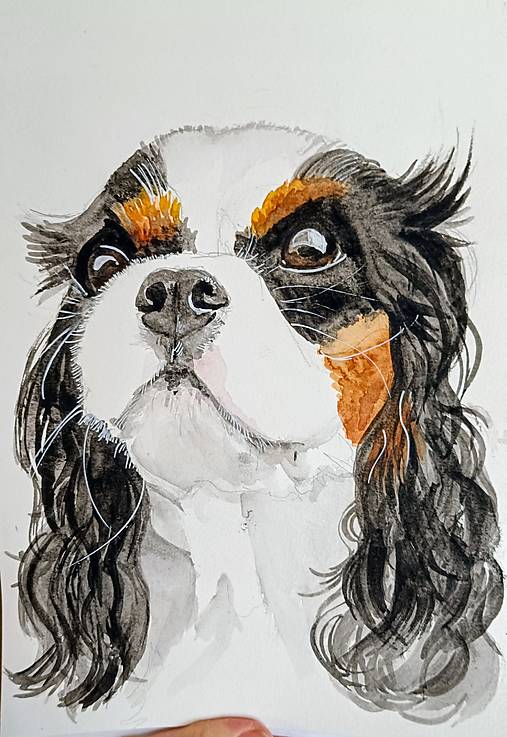 Kresby - miláčik portrét - king charles spaniel cavalier - 17811758_