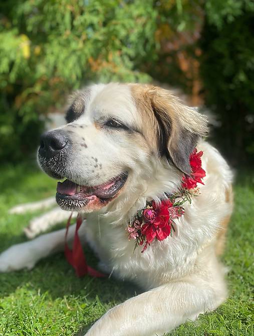 Obojok "šum lesných spomienok" - M a L (M)