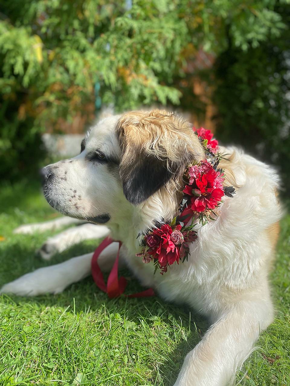 Obojok "šum lesných spomienok" - M a L (M)