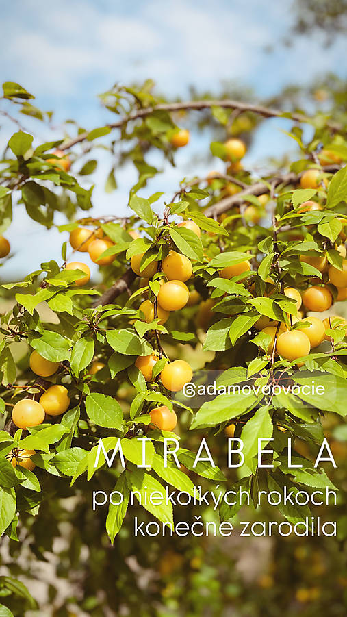 Mirabelový sirup