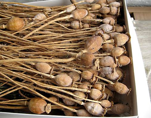 Suroviny - Menšie až stredné makovičky, zväzok cca 15 ks - 17847295_