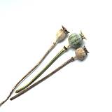 Suroviny - MAKOVICE PRÁZDNE - 17868684_