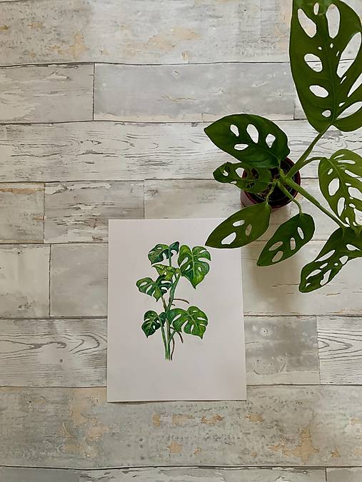 Kresby - Kresba Monstera - 17891920_