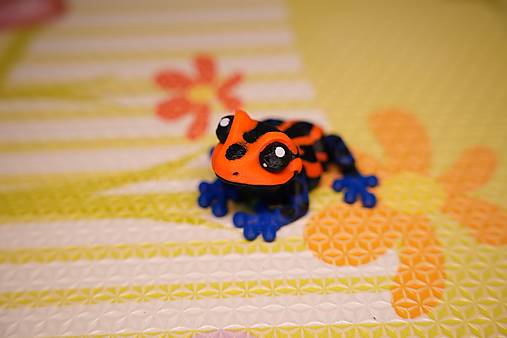 Farebná žabka – malá pralesná kráska