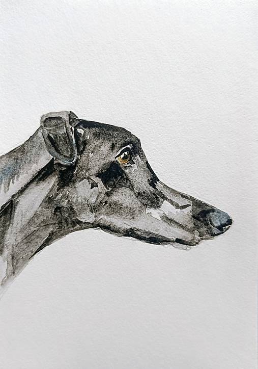 Kresby - miláčik portrét greyhound - chrt írsky - 17900566_