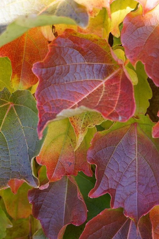 Fotografie - Jesenné listy - 17912231_