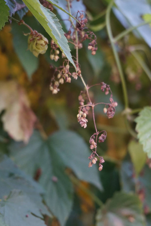 Fotografie - Jeseň v mentolovo - ružovej - 17912269_
