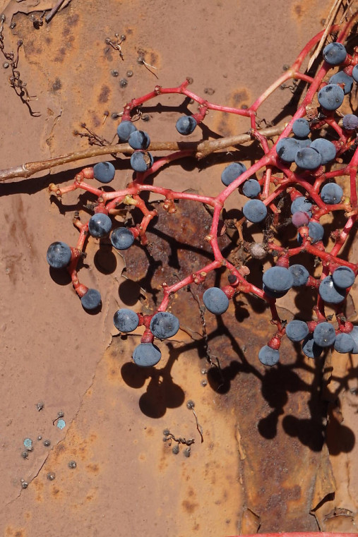 Fotografie - Divé hrozno - 17912296_