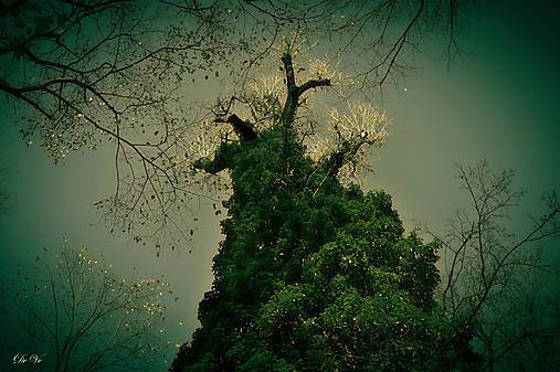 Fotografie - Z čarovnej záhrady - 17921014_