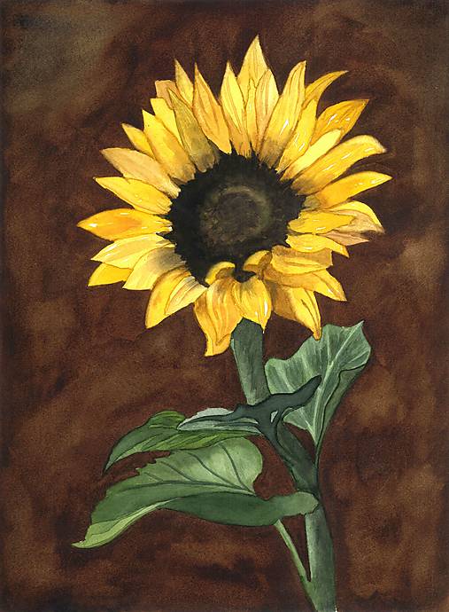 Obrazy - Art Print - Slnečnica - 17969637_