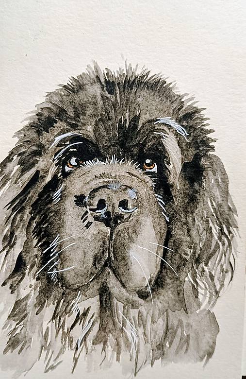 Kresby - psík maličký newfoundland 🙂 - 17981556_