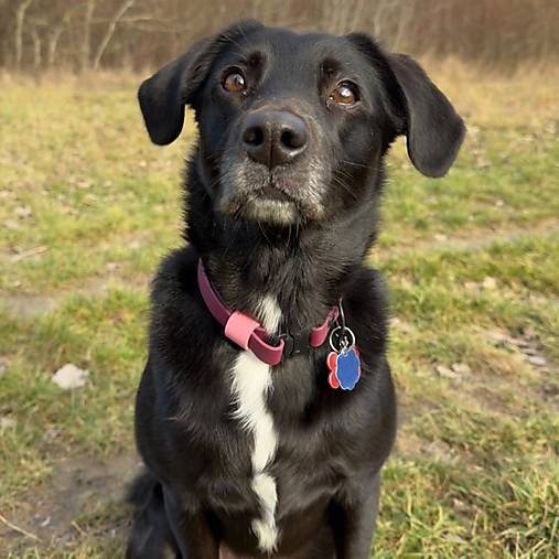 Pre zvieratá - Rýchloupínací obojok „Klik“ z BioThane® FOoFO - 18007785_