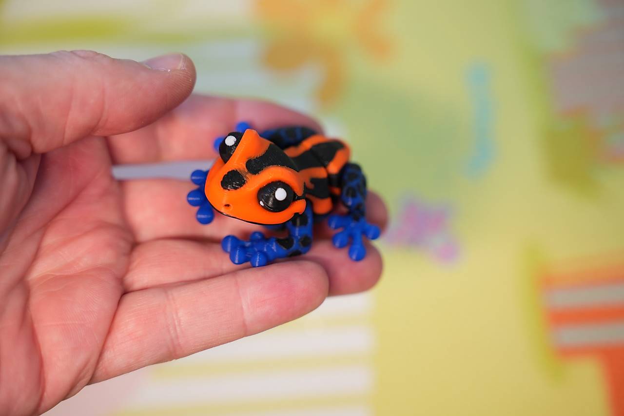 Farebná žabka – malá pralesná kráska