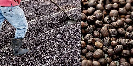 Cascara Kostarika 250g (káva alebo čaj?)